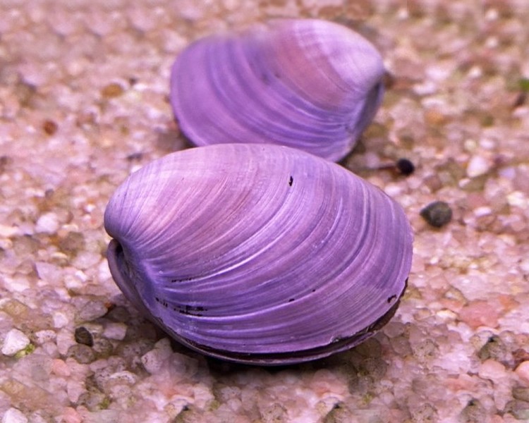 Purple Freshwater Clam ~ 5 cm